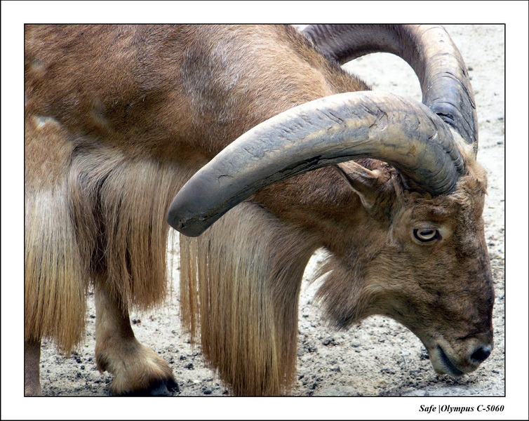 2005 - 06 - Zoo 006.JPG